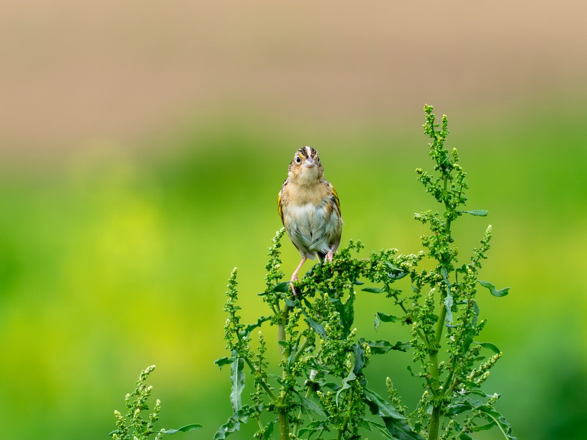 Grasshopper Sparrow - ML657917502
