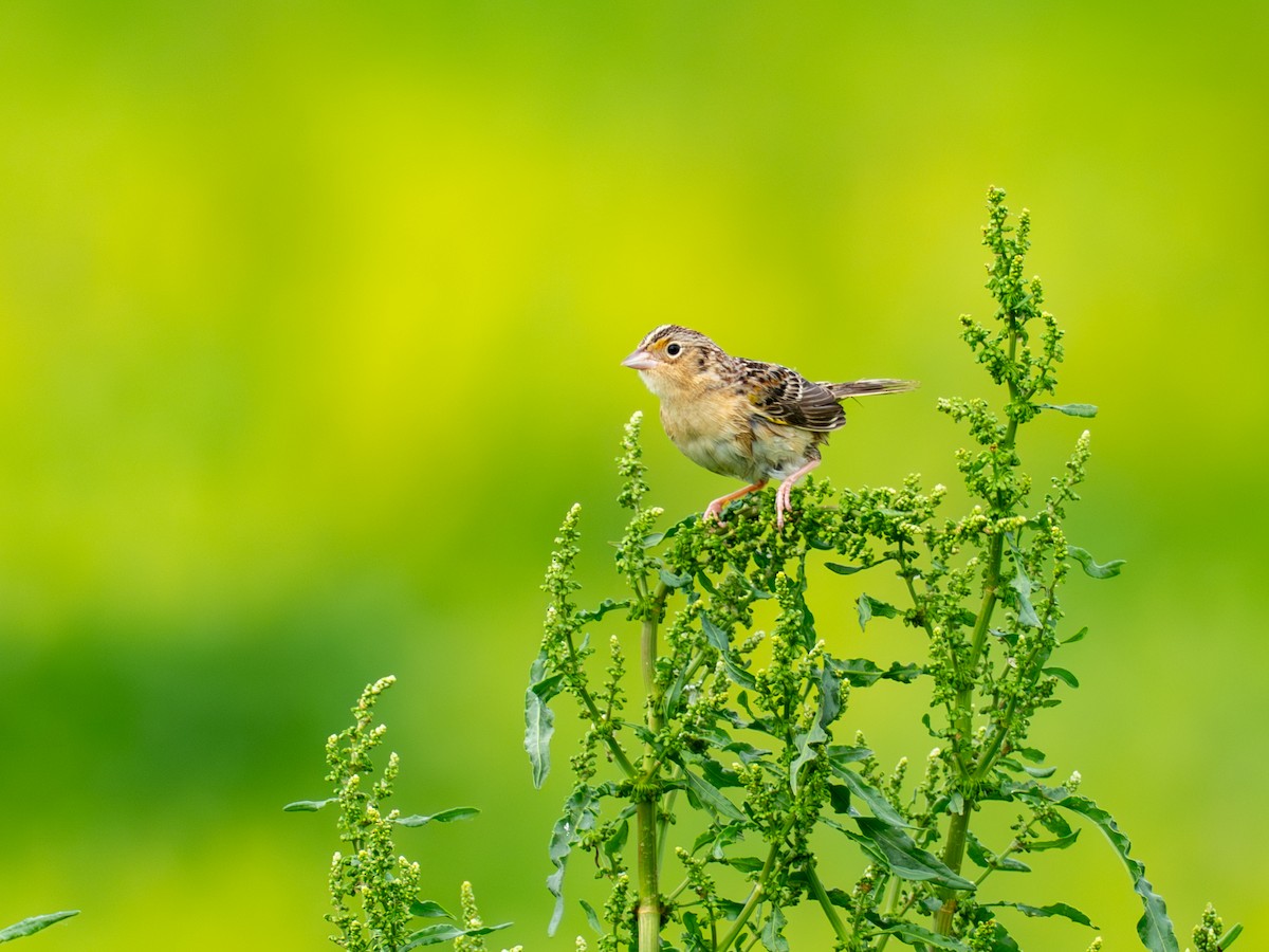 Grasshopper Sparrow - ML657917503