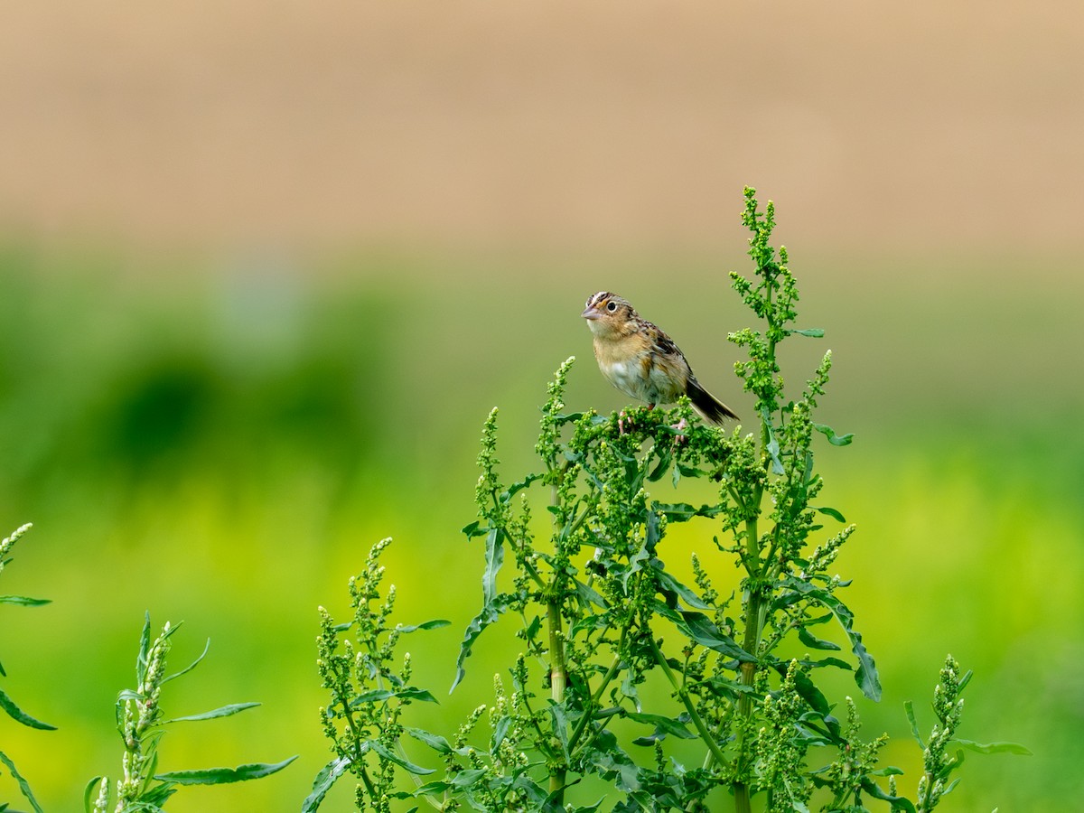 Grasshopper Sparrow - ML657917505
