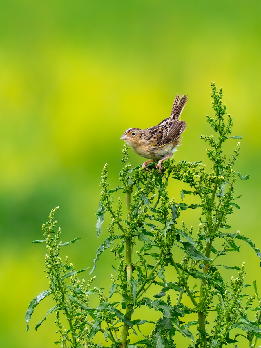 Grasshopper Sparrow - ML657917506