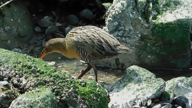 Ridgway's Rail (San Francisco Bay) - ML657917634