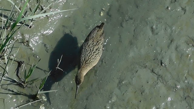 Ridgway's Rail (San Francisco Bay) - ML657917641