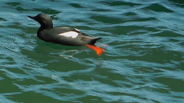 Pigeon Guillemot (columba Group) - ML657917775