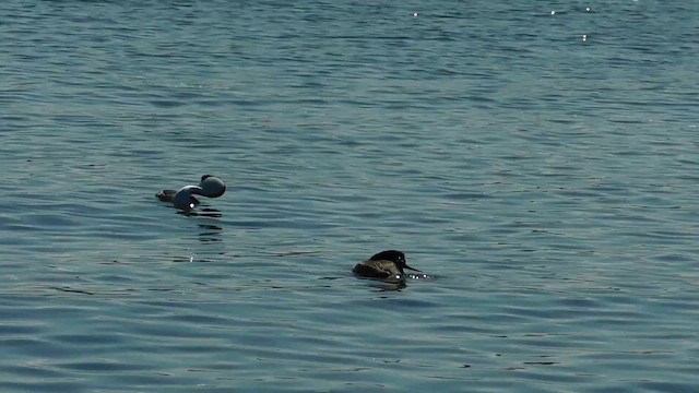 Western Grebe - ML657917969