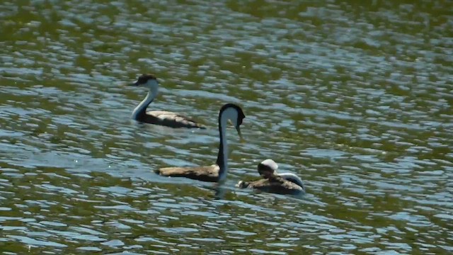 Western Grebe - ML657917971