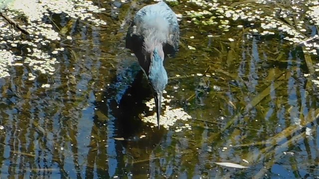 Green Heron - ML657918077