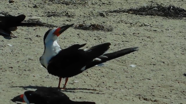 Black Skimmer - ML657918243
