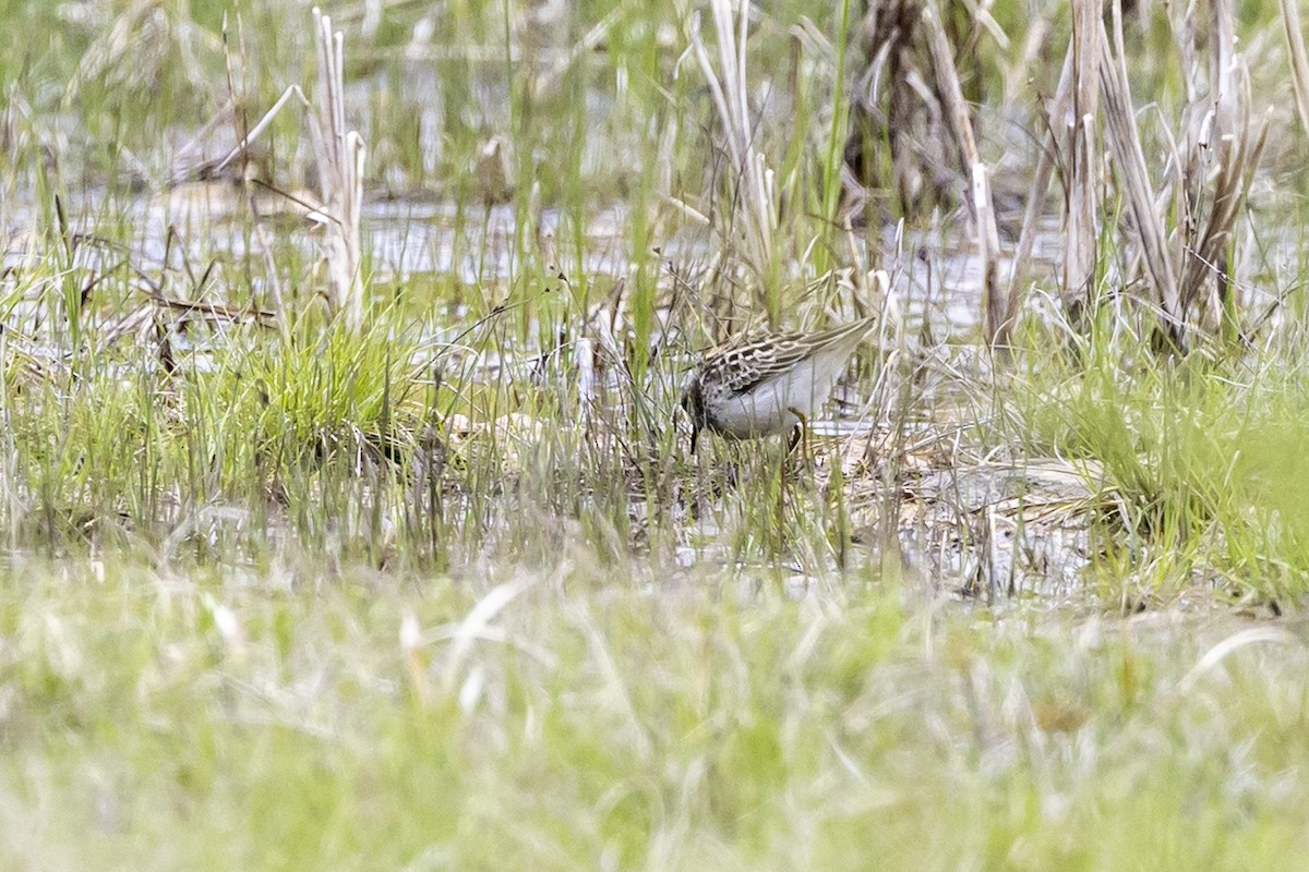 Least Sandpiper - ML657918335