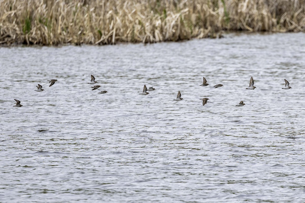 Least Sandpiper - ML657918342