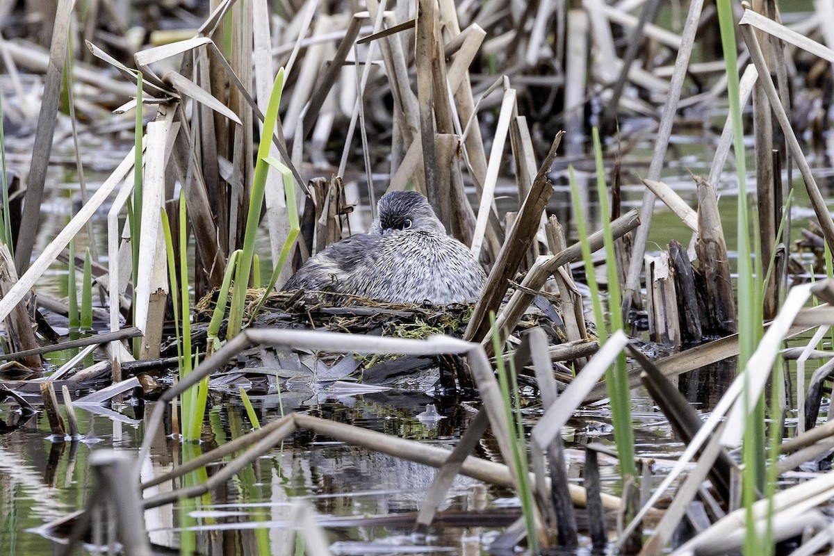Pied-billed Grebe - ML657918363
