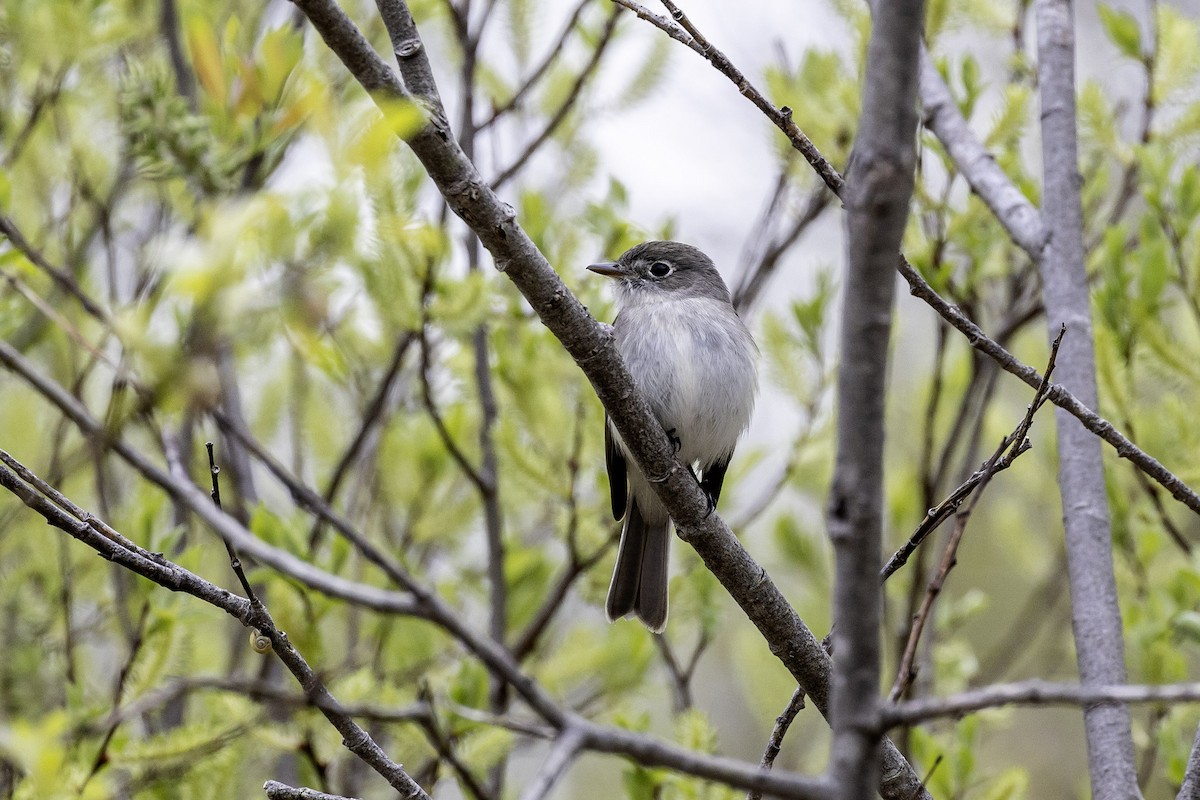 Least Flycatcher - ML657918430