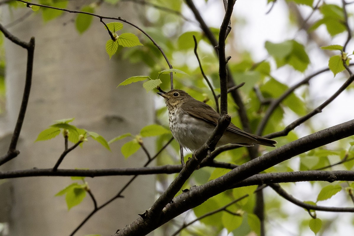Swainson's Thrush - ML657918448