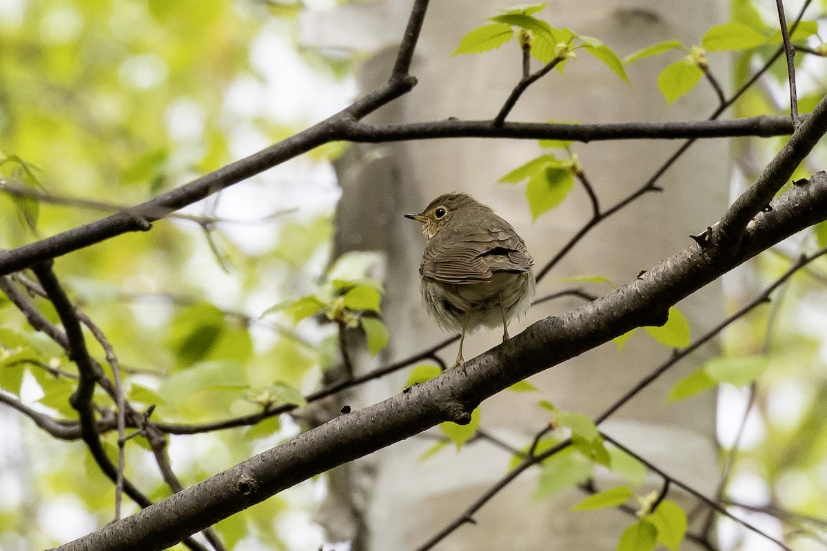 Swainson's Thrush - ML657918462
