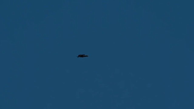 Double-crested Cormorant - ML657918469