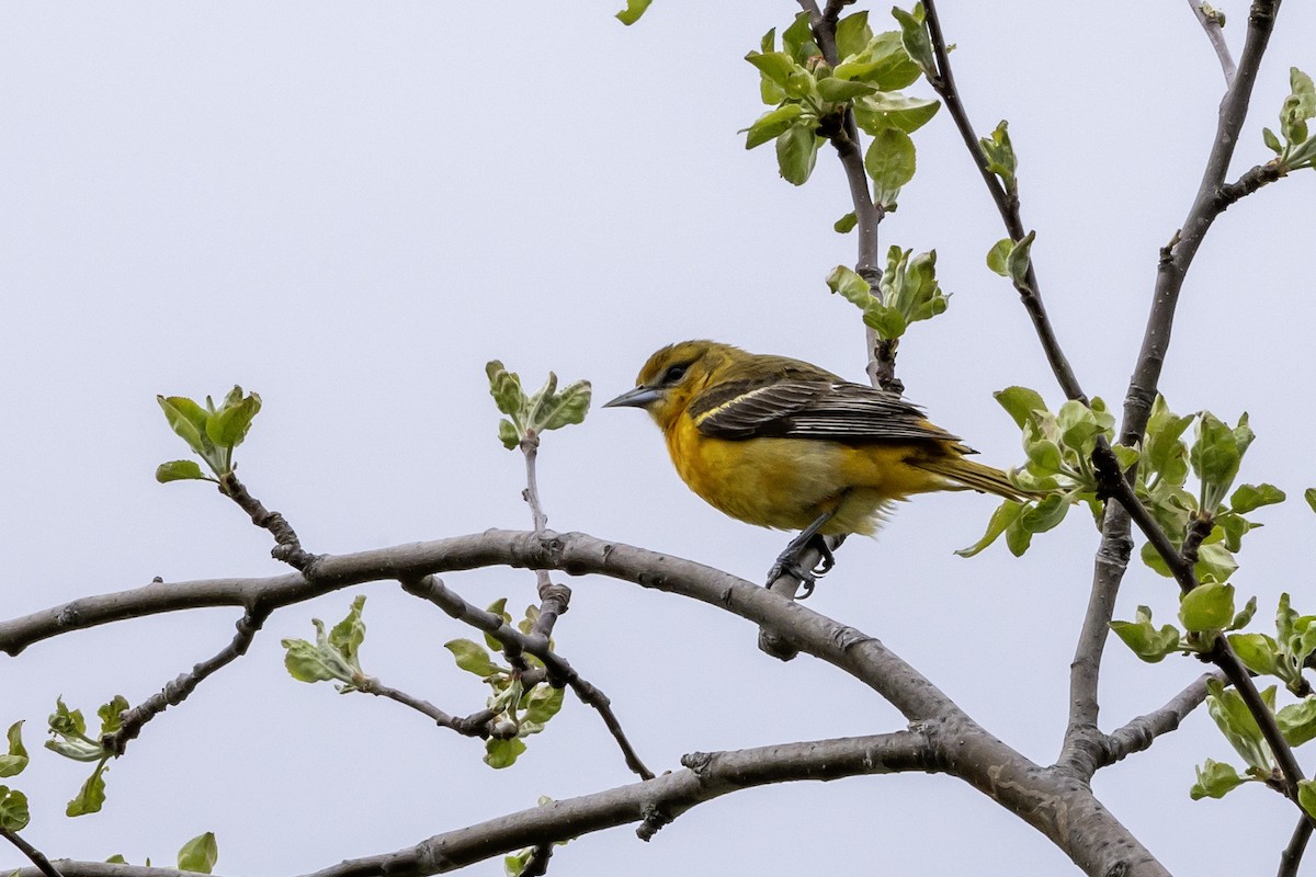 Baltimore Oriole - ML657918480