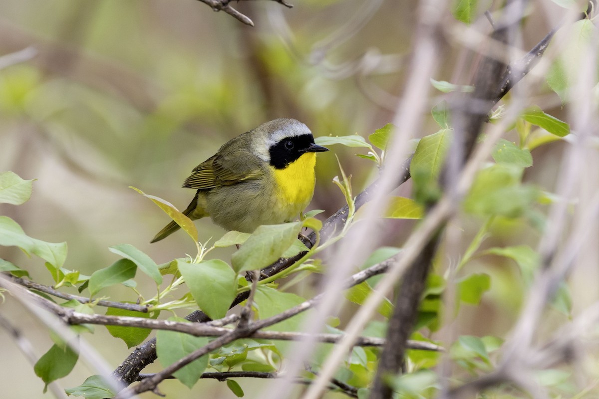 Common Yellowthroat - ML657918498