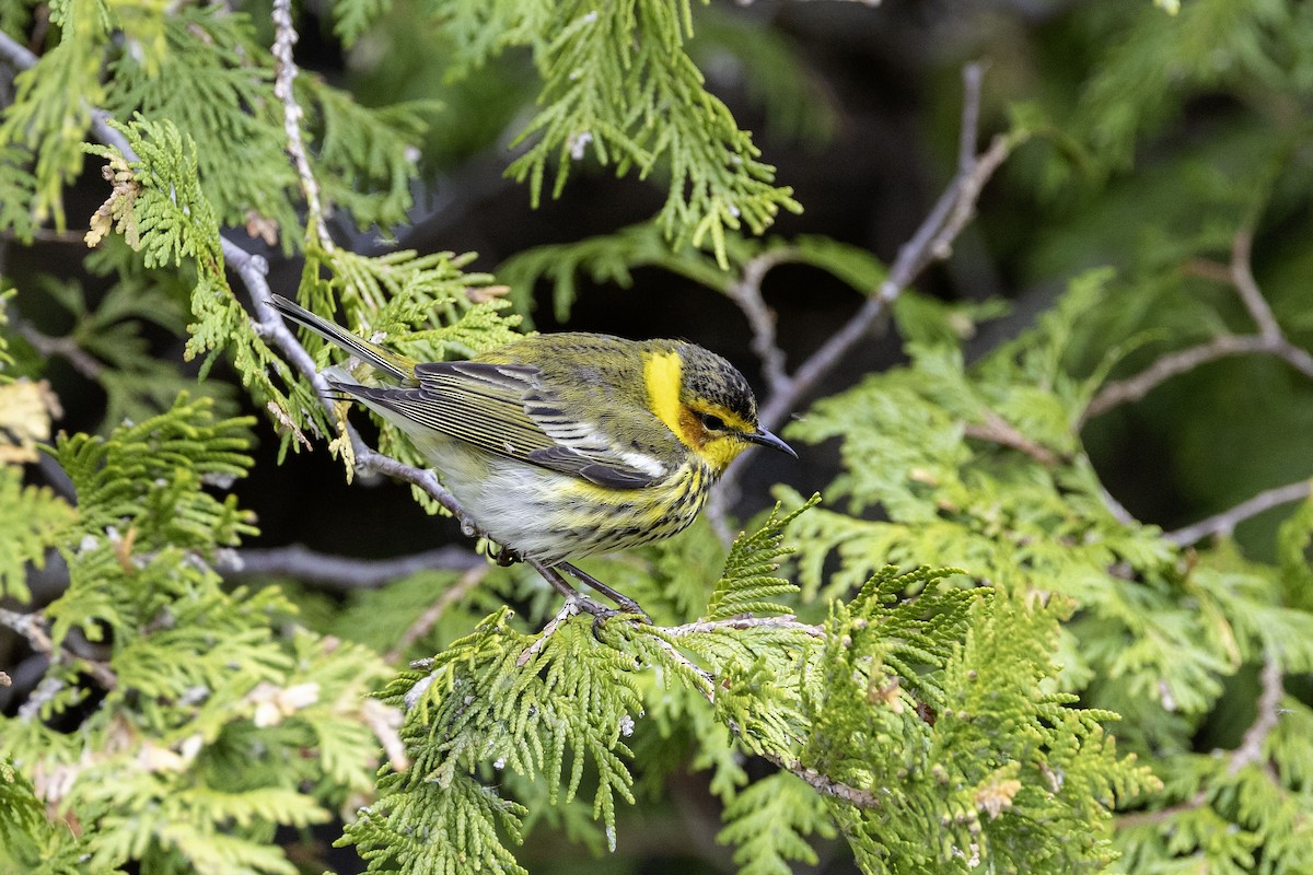 Cape May Warbler - ML657918503