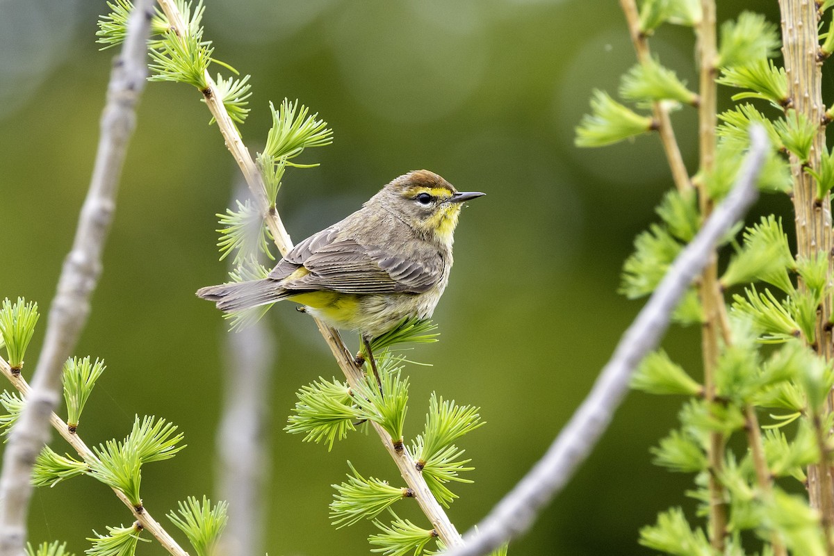 Palm Warbler - ML657918516