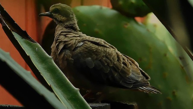 Mourning Dove - ML657918554