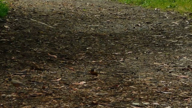 American Robin - ML657918683