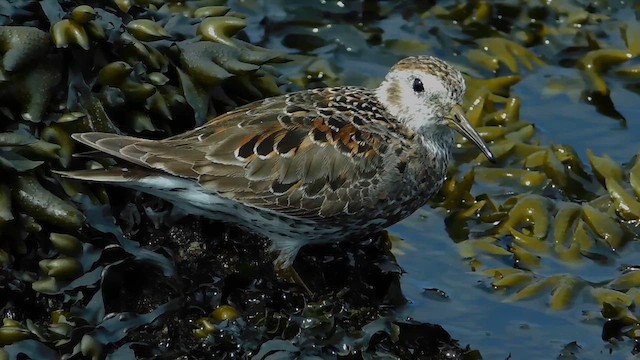 Rock Sandpiper (Bering Strait) - ML657918772
