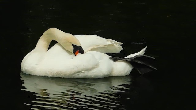 Хуруут хун - ML657918954