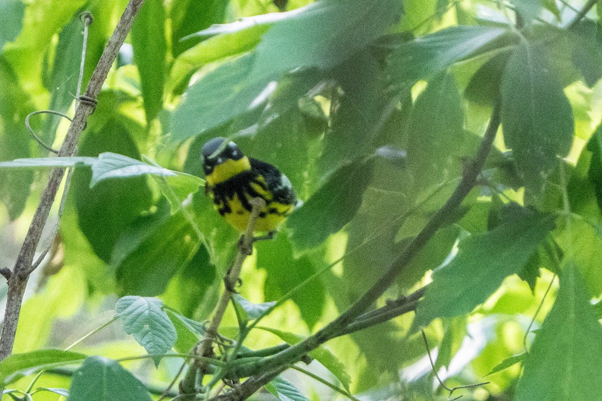 Magnolia Warbler - ML657919105