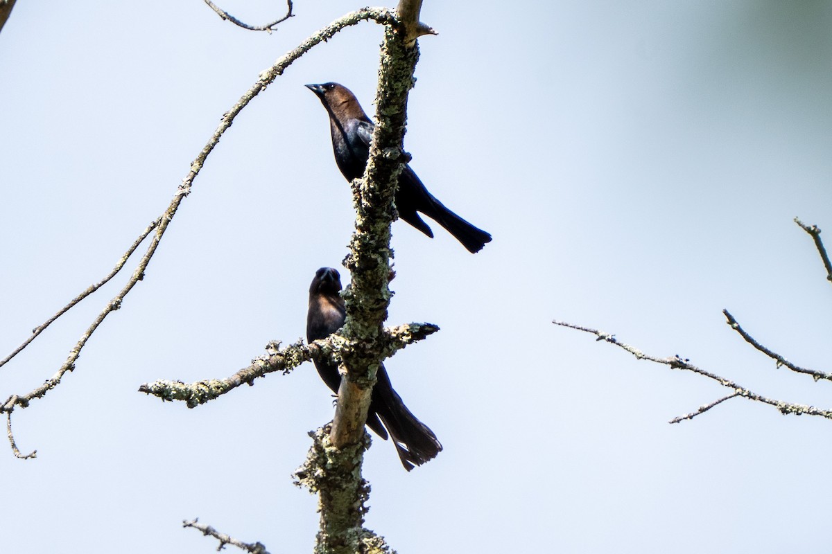 Brown-headed Cowbird - ML657919112