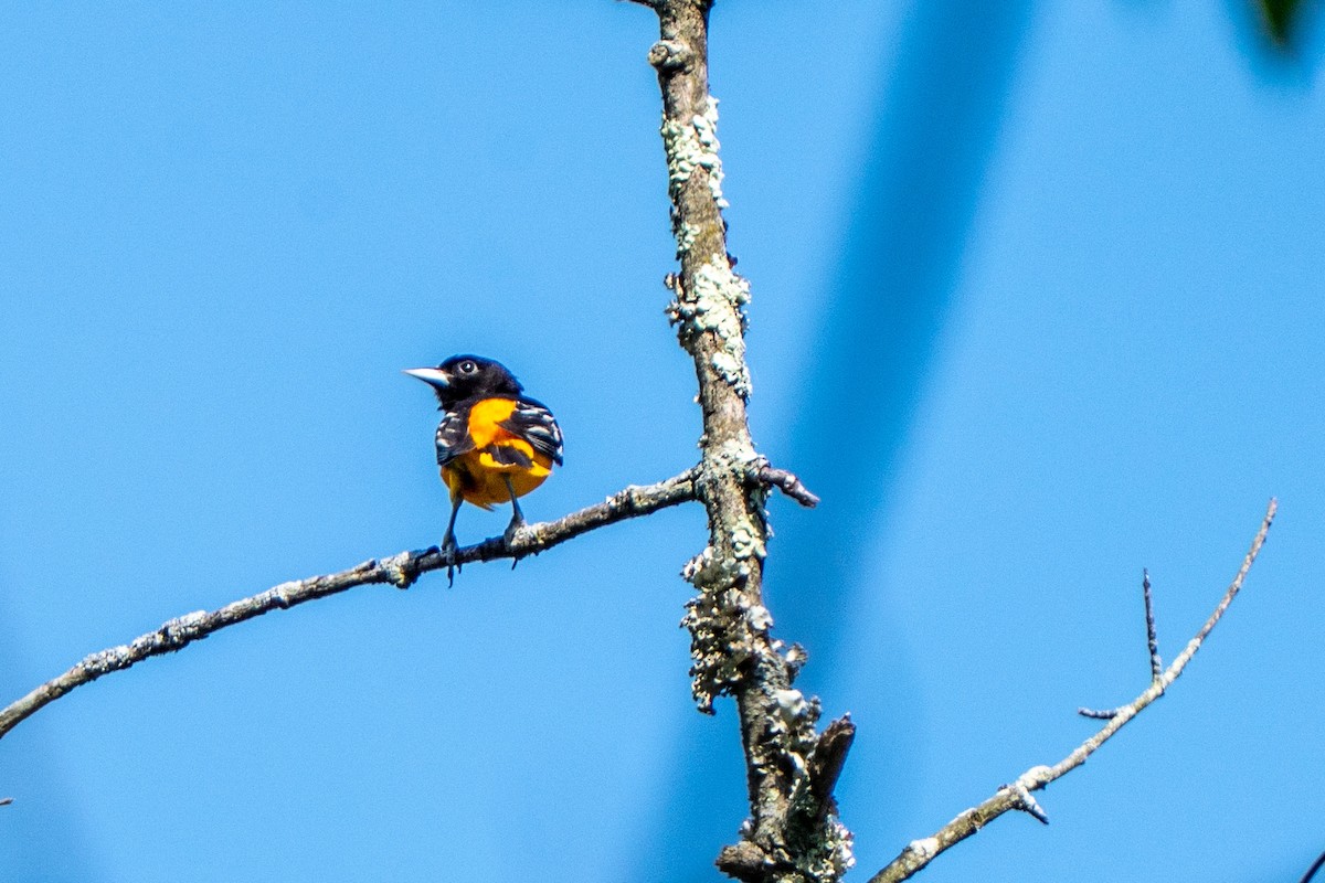 Baltimore Oriole - ML657919141