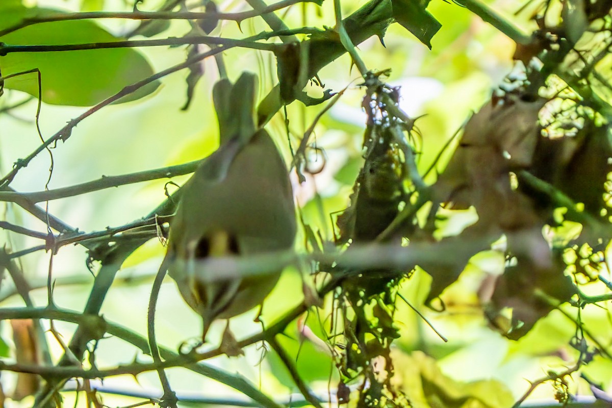 Worm-eating Warbler - ML657919180
