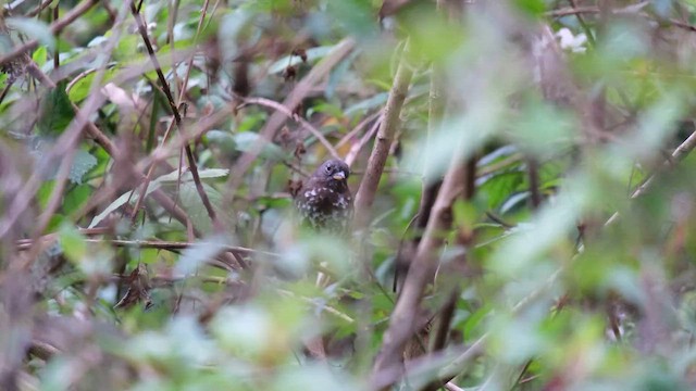 Fox Sparrow (Sooty) - ML657919465