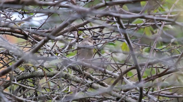 Golden-crowned Sparrow - ML657919506