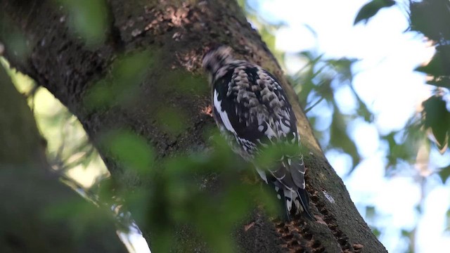 Yellow-bellied Sapsucker - ML657919581