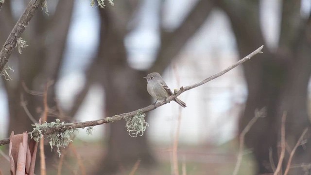Hammond's Flycatcher - ML657919705