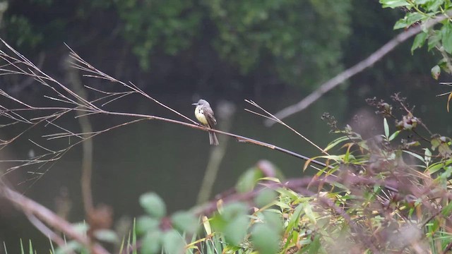 Tropical Kingbird - ML657919747