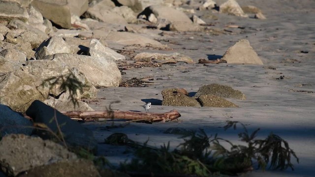 White Wagtail (Black-backed) - ML657919786