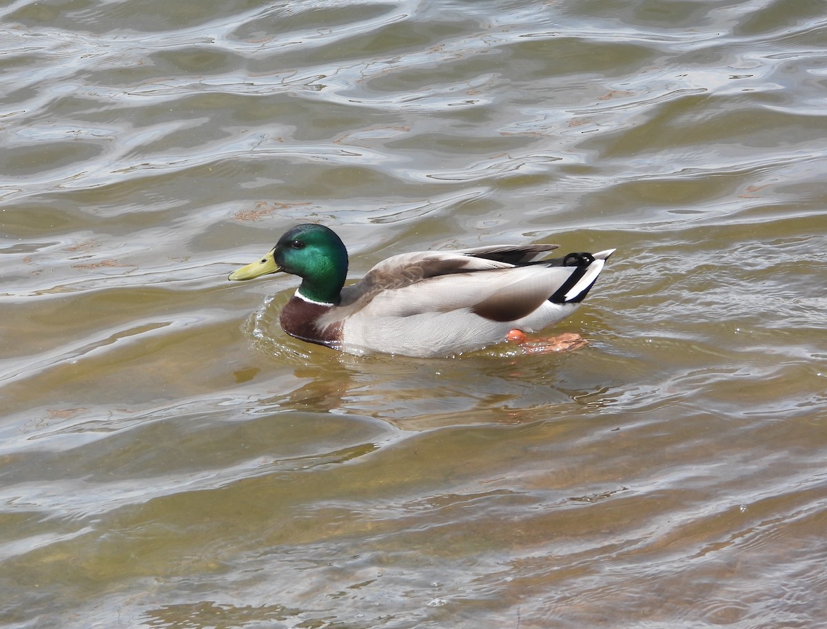 Mallard - ML657919827