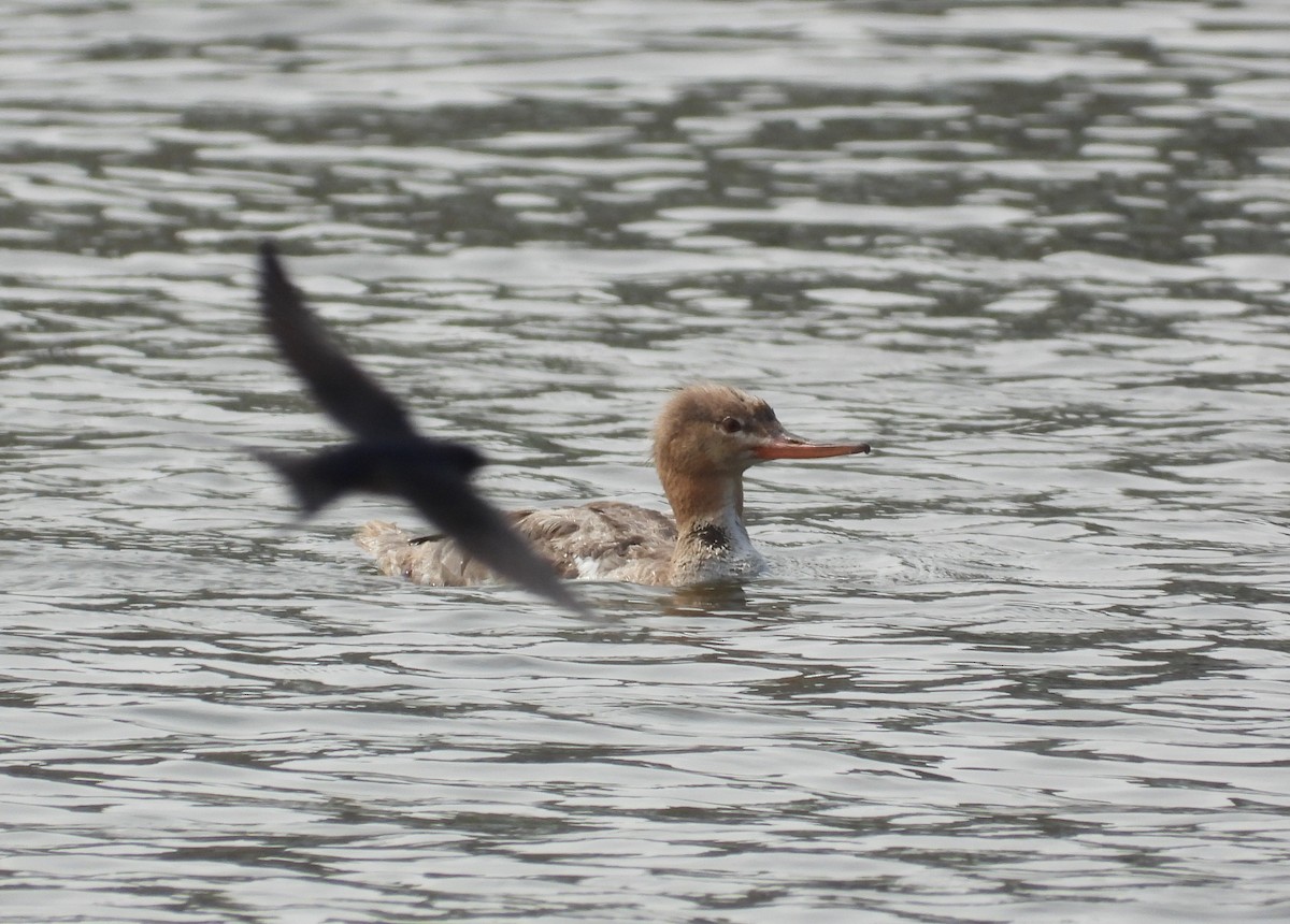 Red-breasted Merganser - ML657919839
