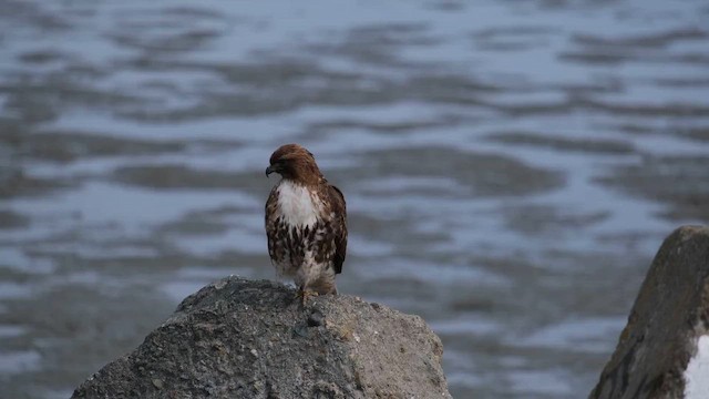 Red-tailed Hawk (calurus/alascensis) - ML657919866