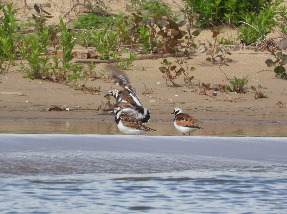 Ruddy Turnstone - ML657919868