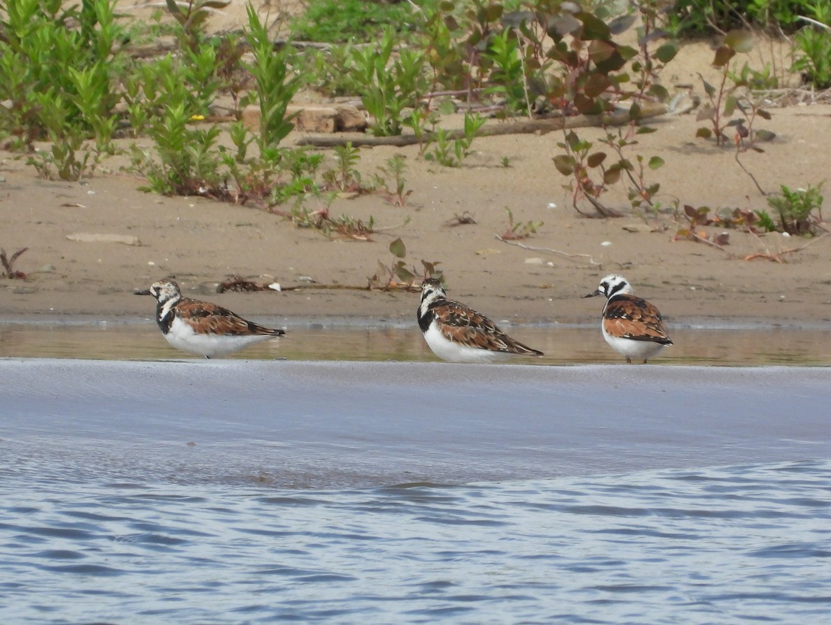 Ruddy Turnstone - ML657919875