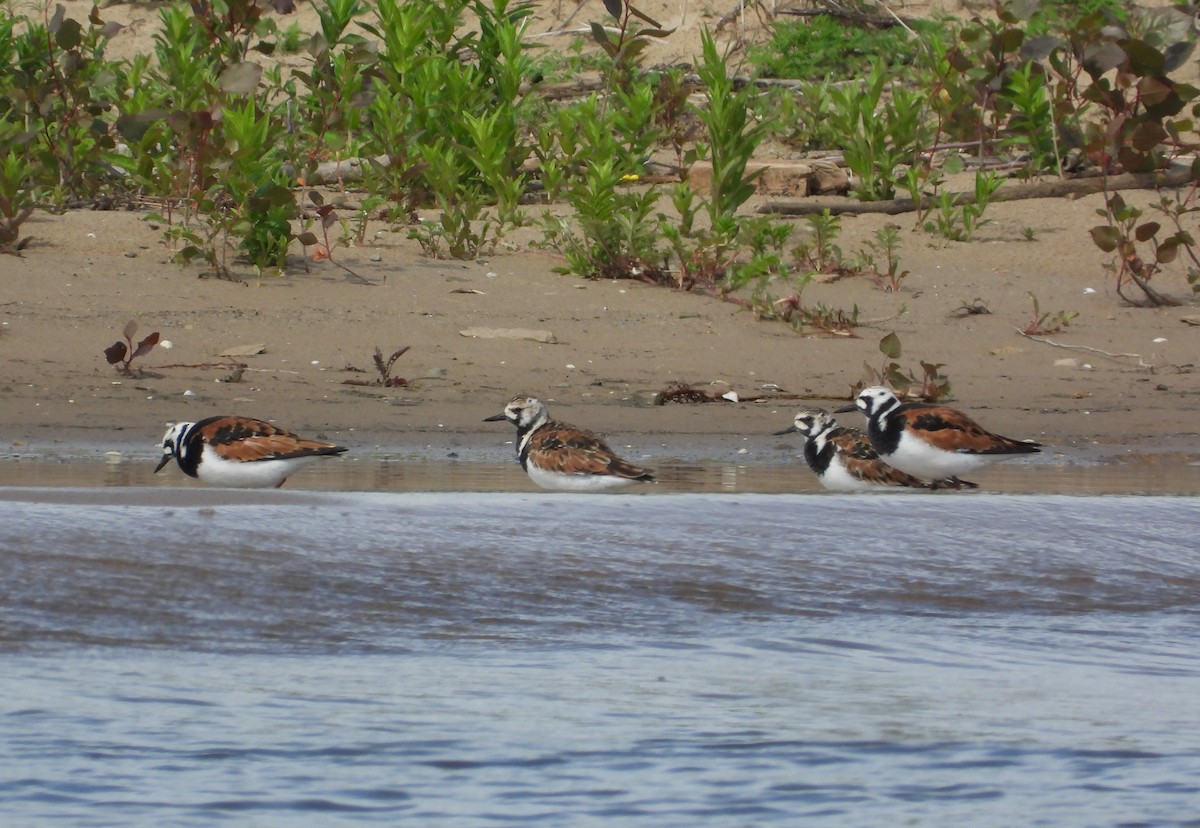 Ruddy Turnstone - ML657919879