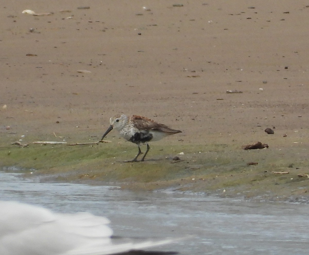 Dunlin - ML657919885