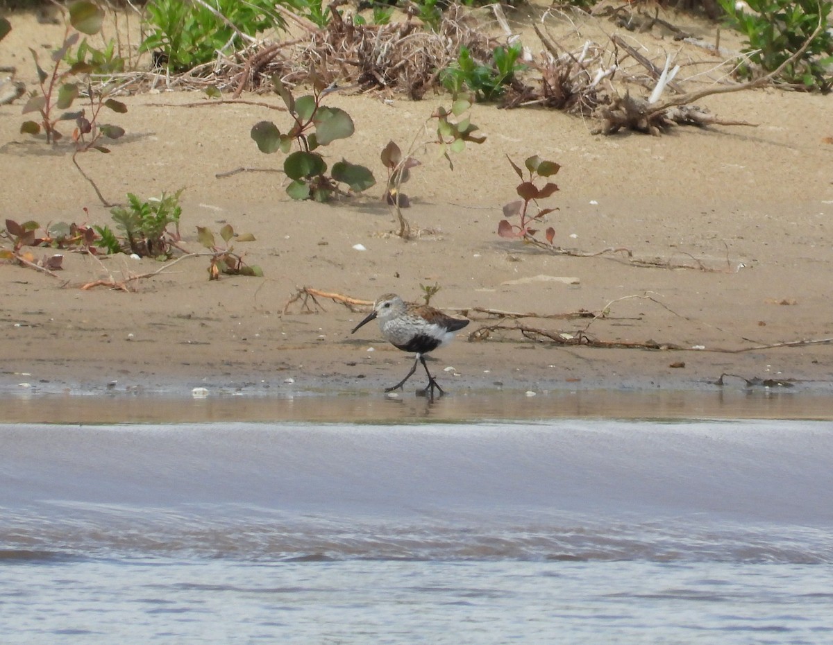 Dunlin - ML657919899