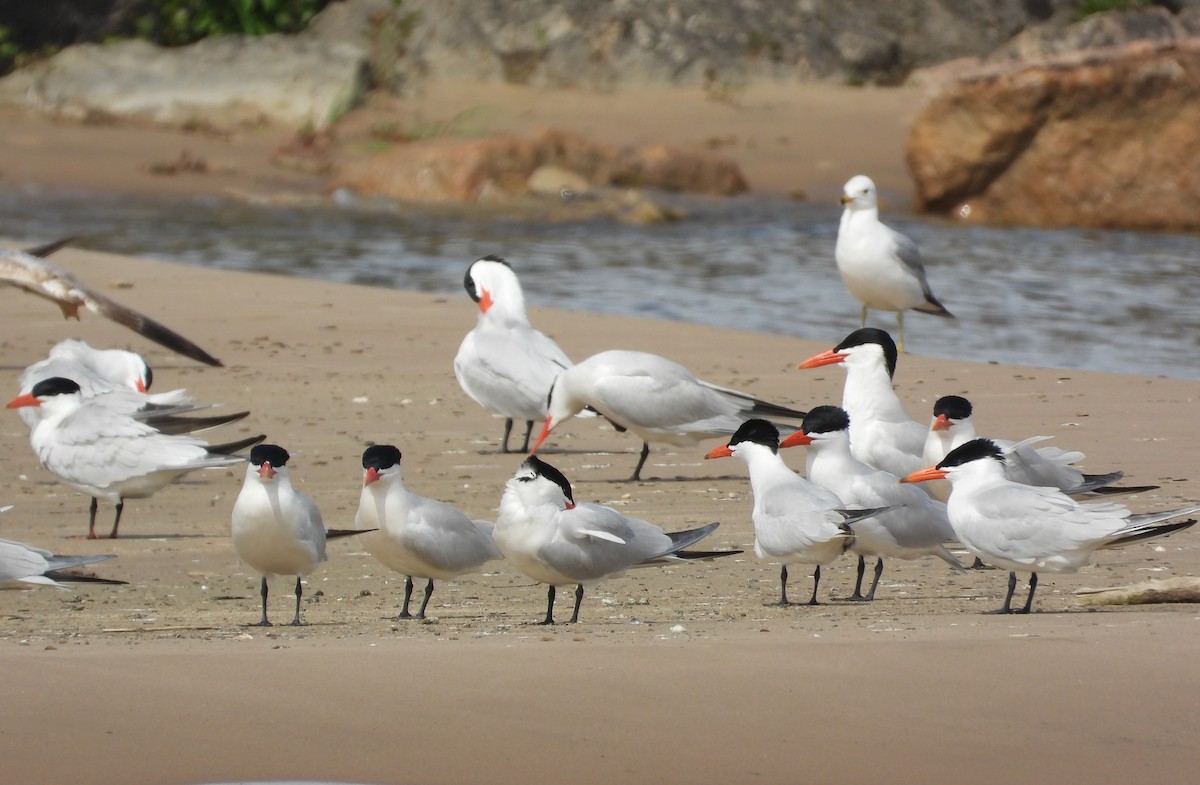 Caspian Tern - ML657919923