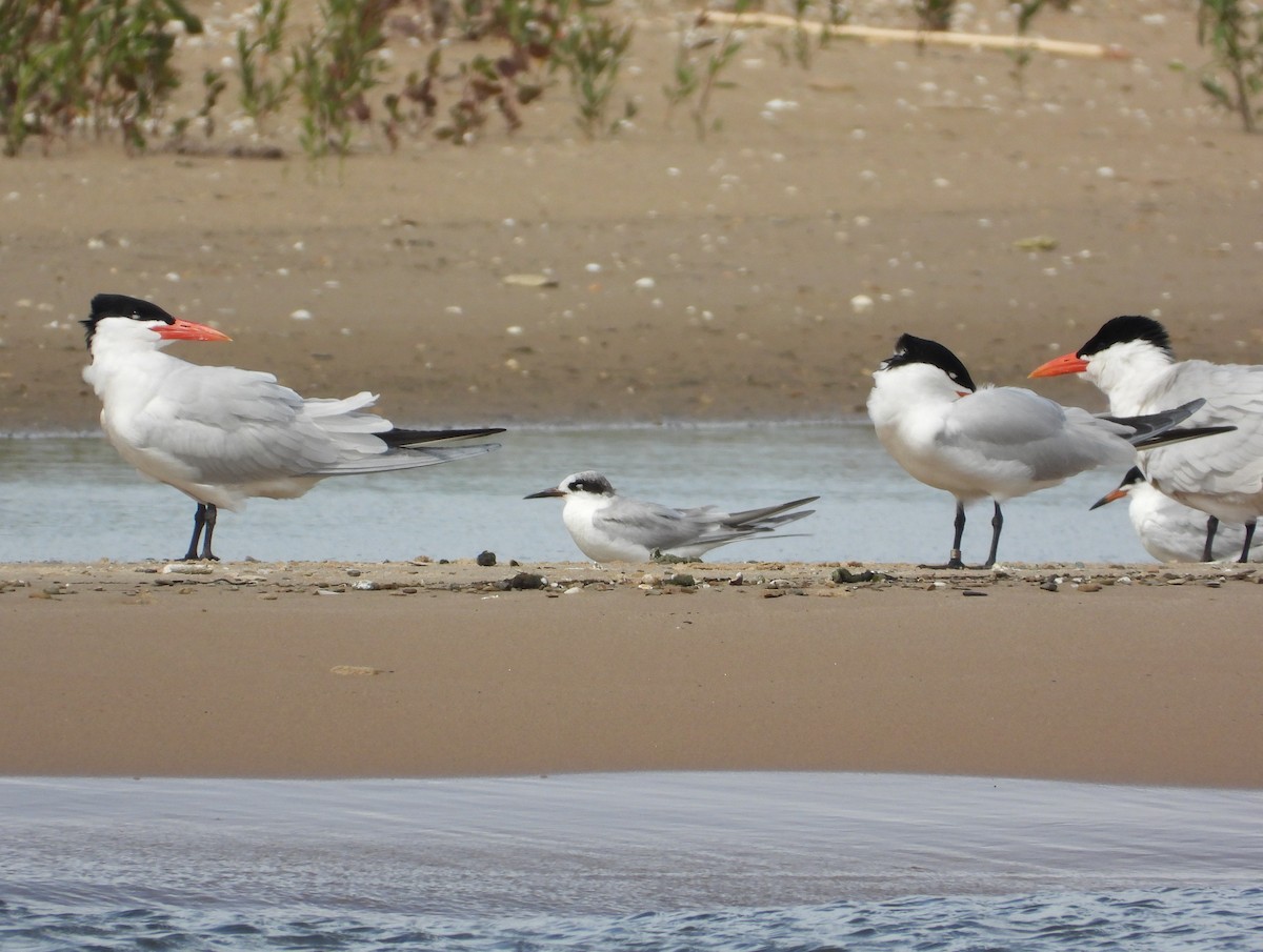 Forster's Tern - ML657919930