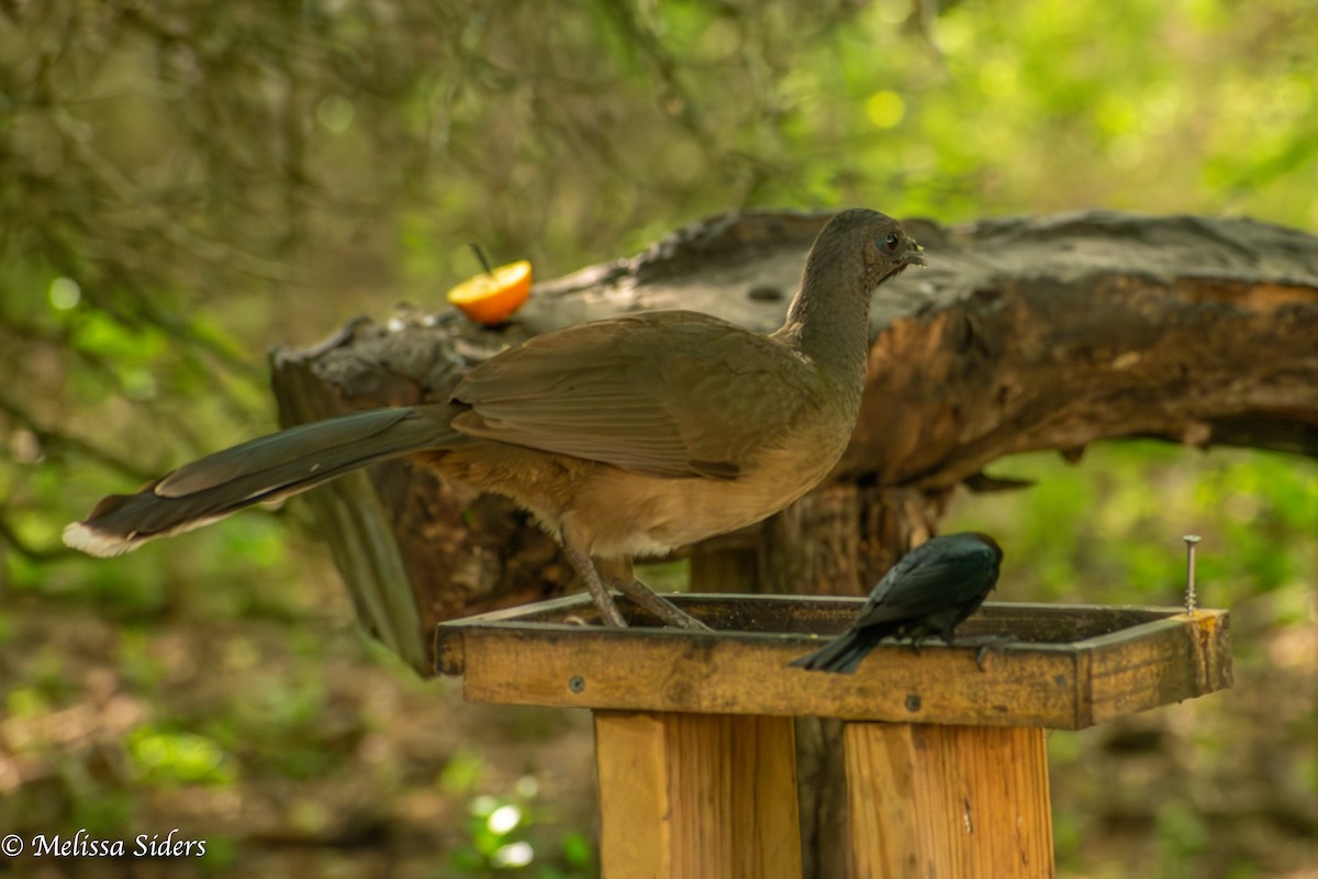 Plain Chachalaca - ML657919938