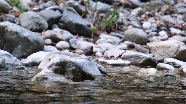 American Dipper - ML657919939
