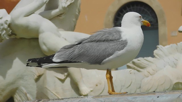 Yellow-legged Gull - ML657920055