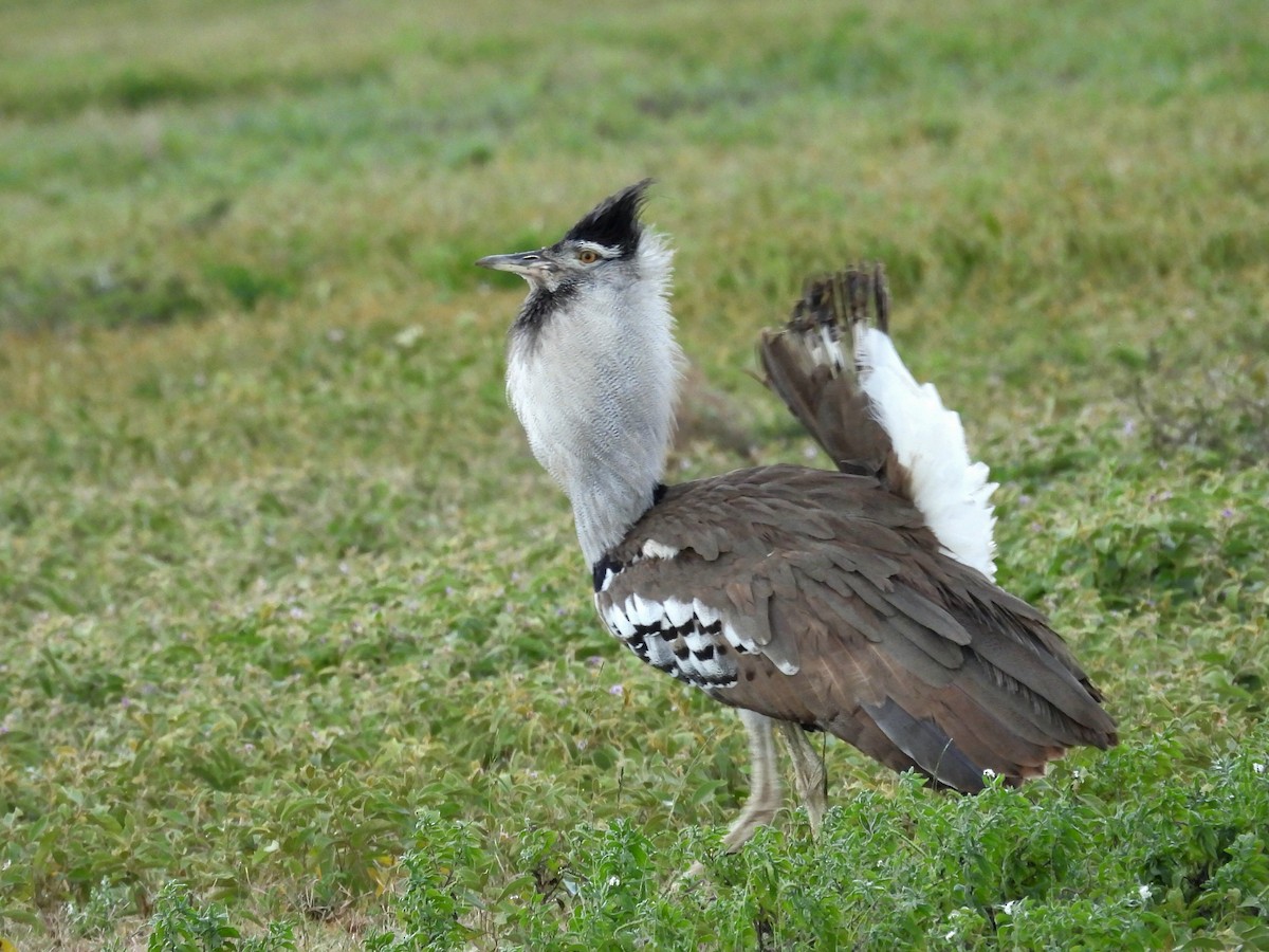 Kori Bustard - ML657920535